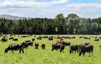 307 Okapua Road, Chatton North