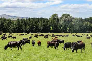 307 Okapua Road, Chatton North