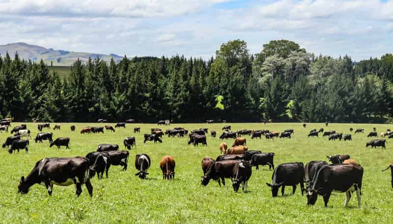 307 Okapua Road, Chatton North