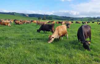 3308 State Highway 1, Hukerenui