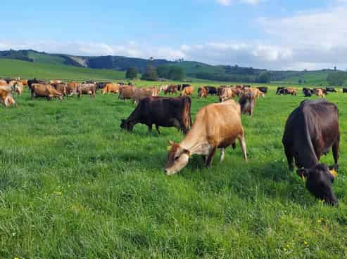 3308 State Highway 1, Hukerenui and Surrounds