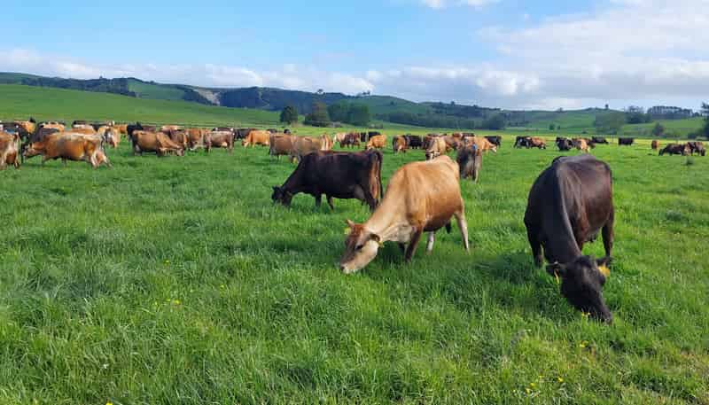 3308 State Highway 1, Hukerenui