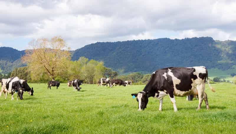 72 and 82 Harding Road, Matamata