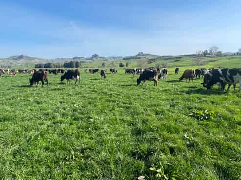 135 Whataroa Road, Te Kuiti