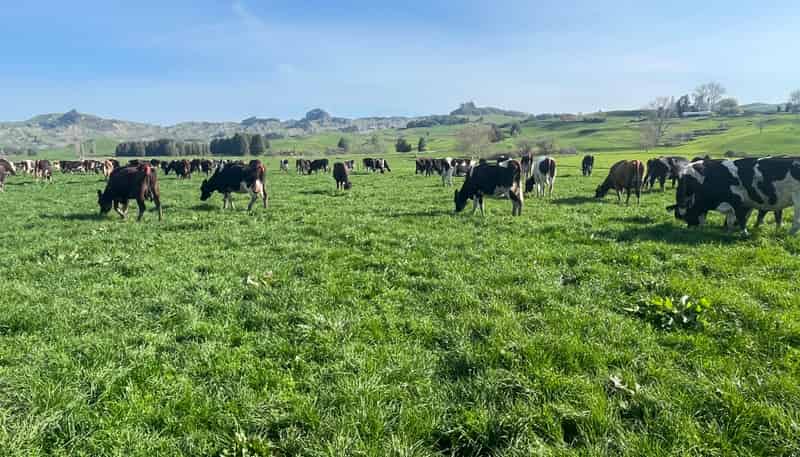 135 Whataroa Road, Te Kuiti