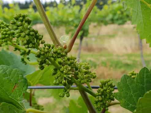 351 Maori Point Road, Tarras