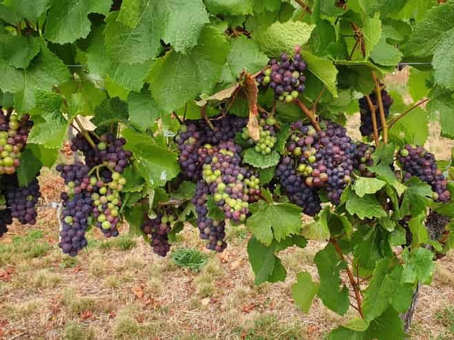 351 Maori Point Road, Tarras