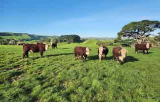 899 Te Akau Road, Te Akau