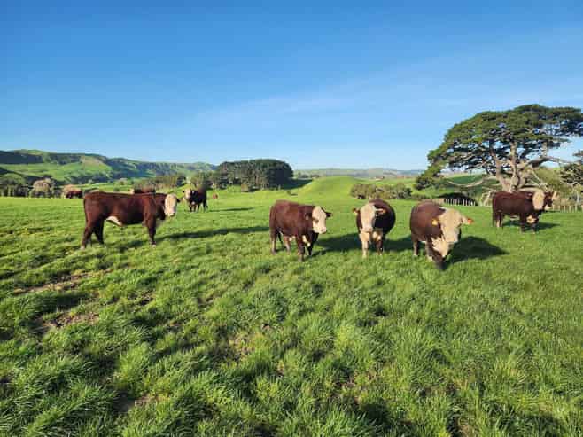 899 Te Akau Road, Te Akau