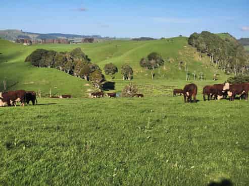 899 Te Akau Road, Te Akau