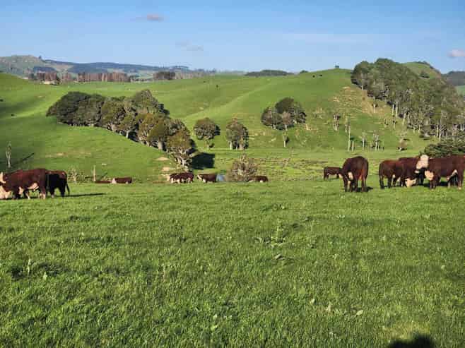 899 Te Akau Road, Te Akau