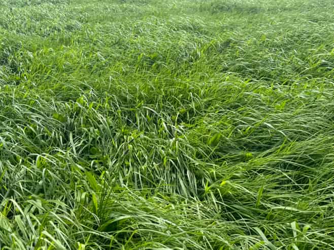 4782 South Road, Opunake