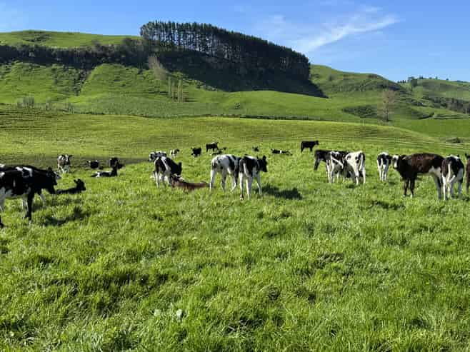 161 Veale Road, Otorohanga