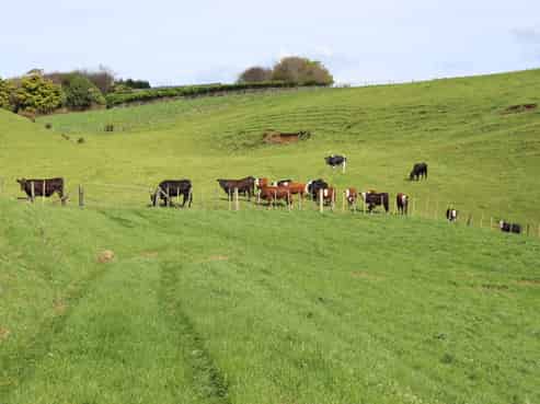 Lt2/310 Henwood Road, Bell Block