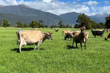 694-778 Waitaha Road, Kakapotahi