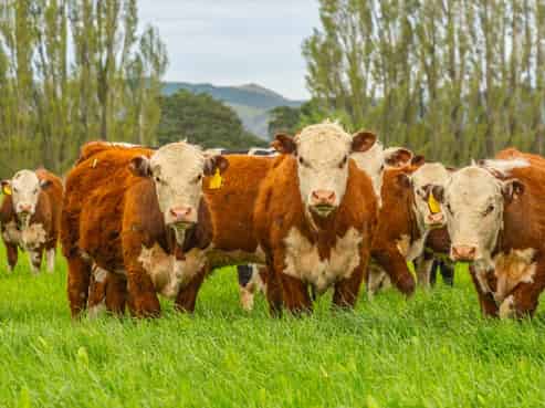 62 Waiau West Road, Cheviot