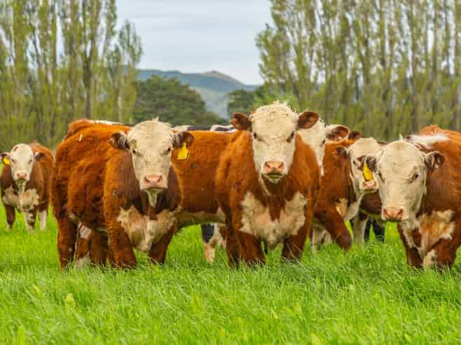 62 Waiau West Road, Cheviot