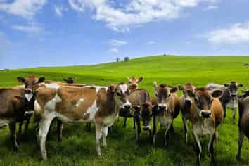 3050 Mititai Road, Dargaville