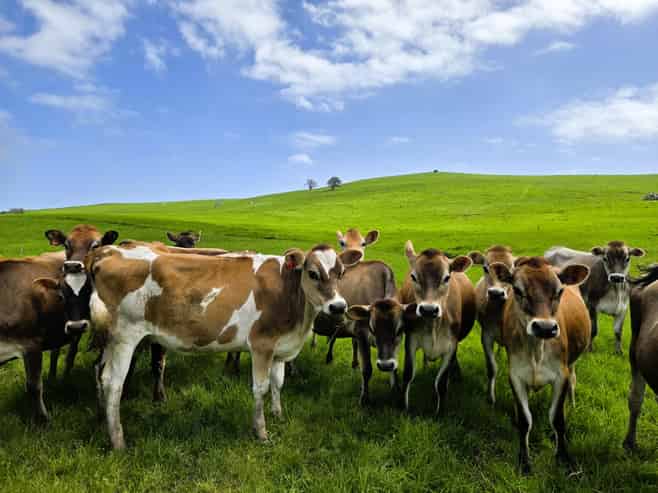 3050 Mititai Road, Dargaville