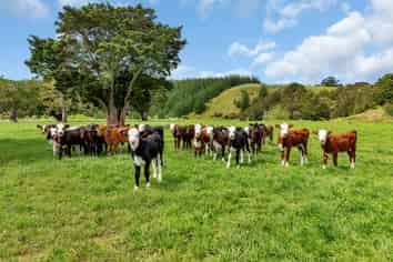 40 Cherry Road, Pipiwai