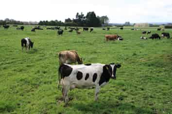 2403 Mountain Road, Tariki