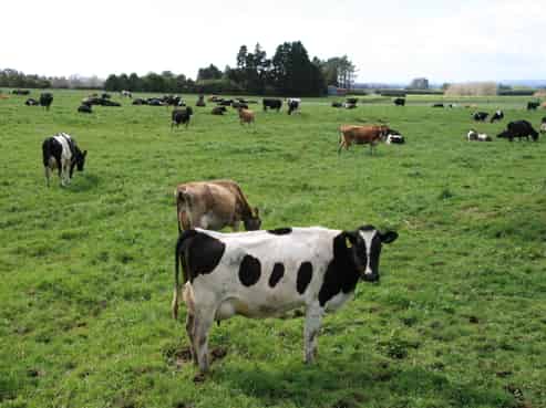 2403 Mountain Road, Tariki