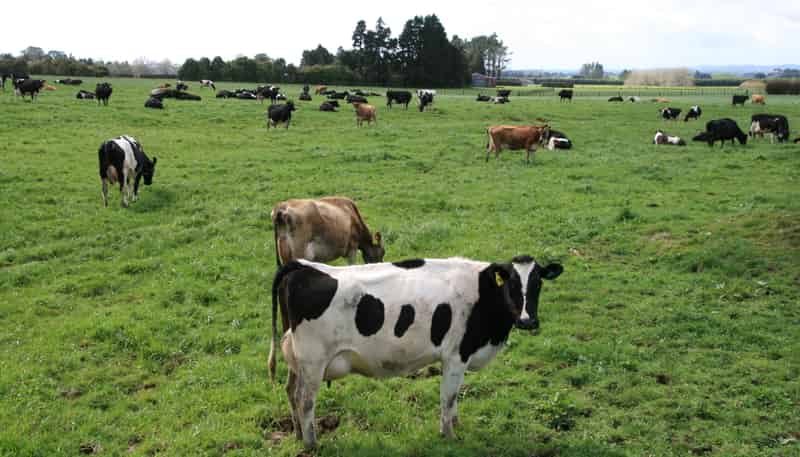 2403 Mountain Road, Tariki