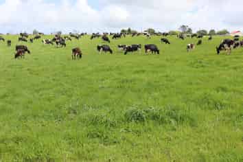 496 Opunake Road, Cardiff