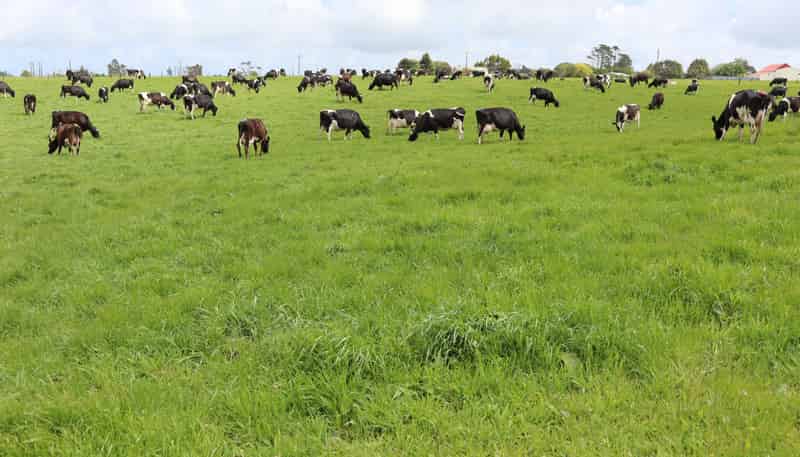 496 Opunake Road, Cardiff