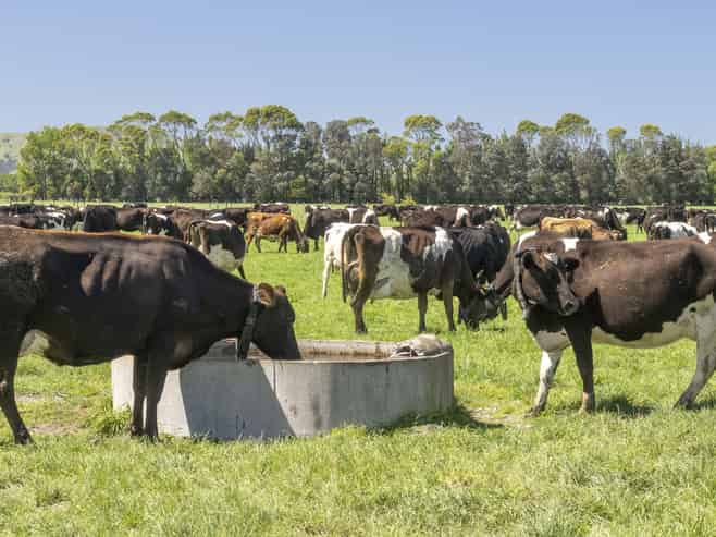 2556 State Highway 53, Martinborough