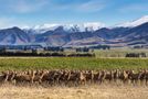 347 Butlers Road, Fairlie, Mackenzie, Canterbury