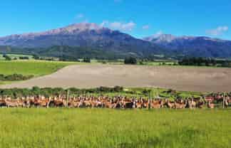 136 Prices Road, Mount Somers