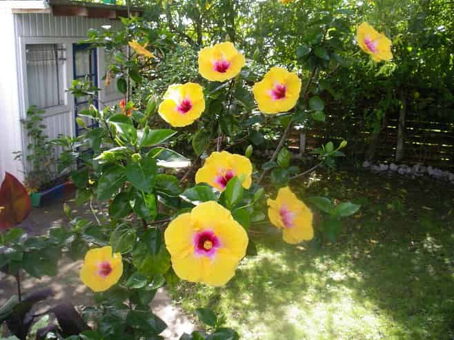 11 Challinor Street, Pakuranga