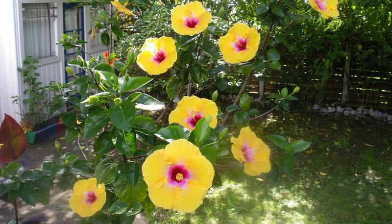 11 Challinor Street, Pakuranga