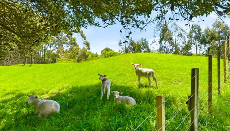 340D Ngarara Road, Waikanae