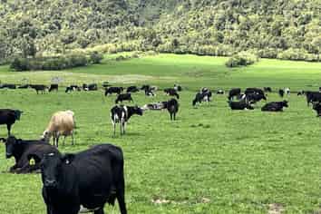 2115 Whataroa Highway, Whataroa