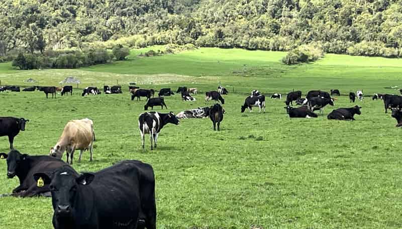 2115 Whataroa Highway, Whataroa