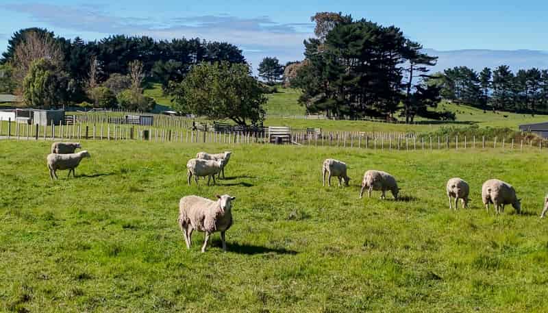 229 Tayforth Road, Westmere