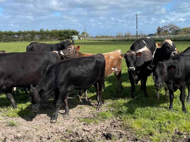 110 Tennants Road, Bulls