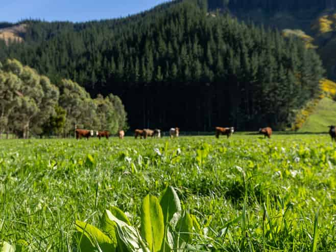 208 Mount Riley Road, Okaramio