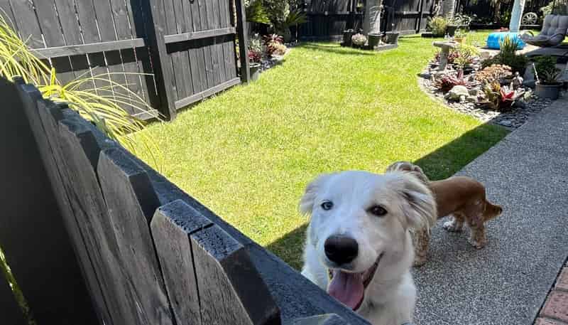 15 Te Ruru Way, Stanmore Bay