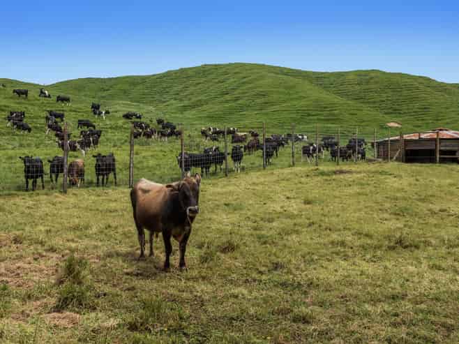 103 Rendall Road, Rotoma