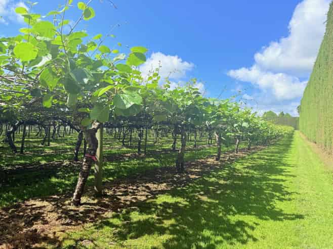 305 No 3 Road, Te Puke