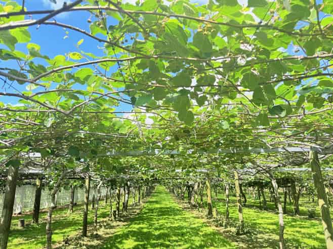 305 No 3 Road, Te Puke