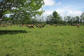 1704 Te Aroha-Gordon Road, Te Aroha