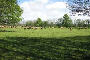 1704 Te Aroha-Gordon Road, Te Aroha