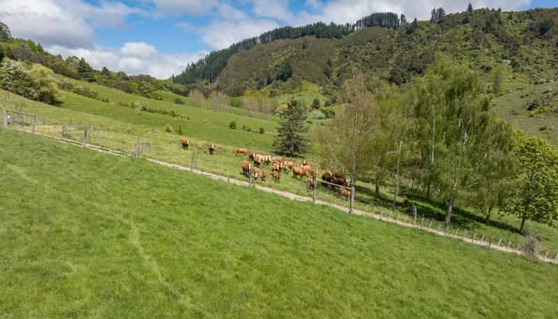 98 Thorpe-Orinoco Road, Ngatimoti