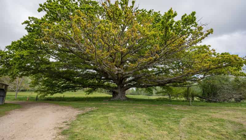 98 Thorpe-Orinoco Road, Ngatimoti