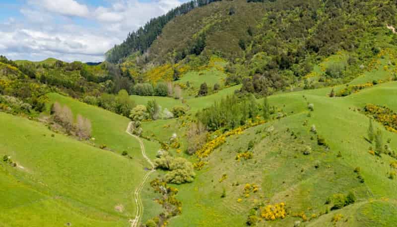98 Thorpe-Orinoco Road, Ngatimoti