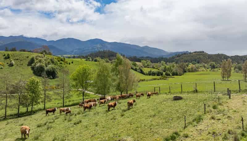 98 Thorpe-Orinoco Road, Ngatimoti